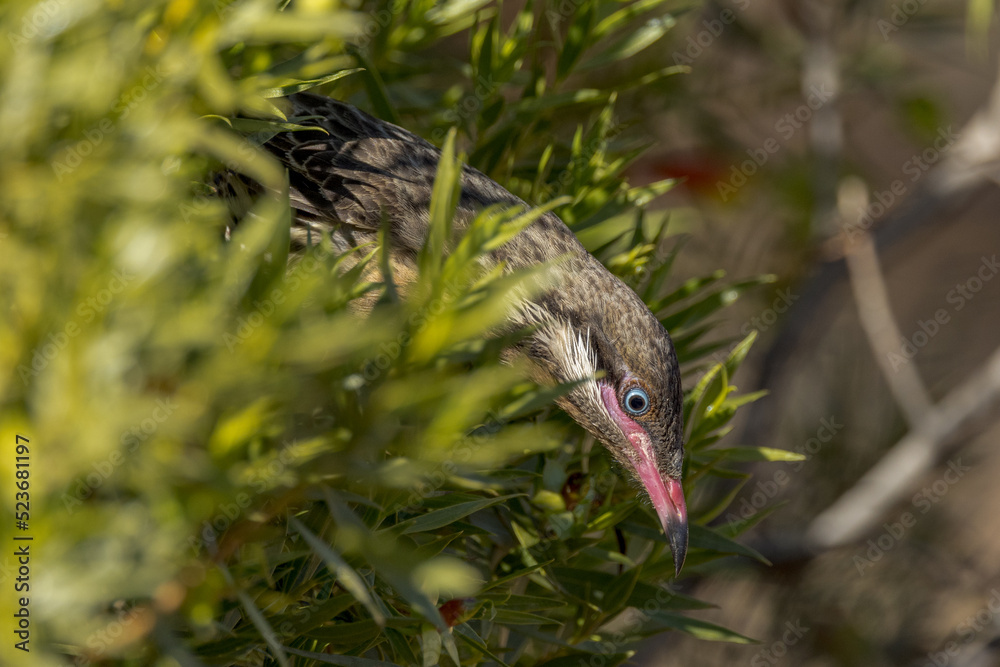 Obraz premium Spiny-cheeked Honeyeater in Northern Territory Australia