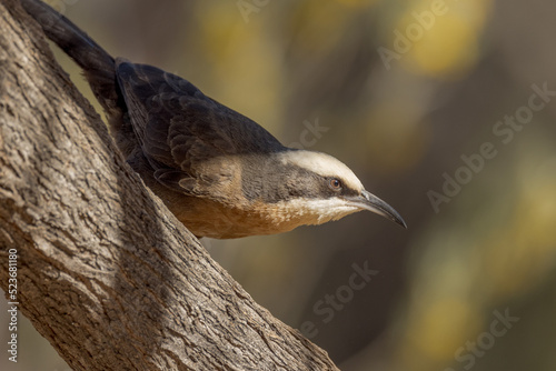 Grey-crowned Babbler in Northern Territory Australia photo