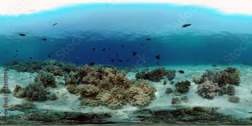 Fototapeta Naklejka Na Ścianę i Meble -  Coral garden seascape and underwater world. Colorful tropical coral reefs. Life coral reef. Philippines. 360 panorama VR