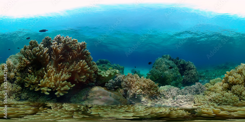 Tropical Fishes on Coral Reef, underwater scene. Philippines. 360 panorama VR