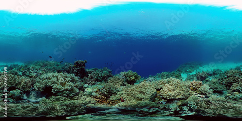 Fototapeta Naklejka Na Ścianę i Meble -  Underwater Scene Coral Reef. Underwater sea fish. Tropical reef marine. Colourful underwater seascape. Philippines. Virtual Reality 360.