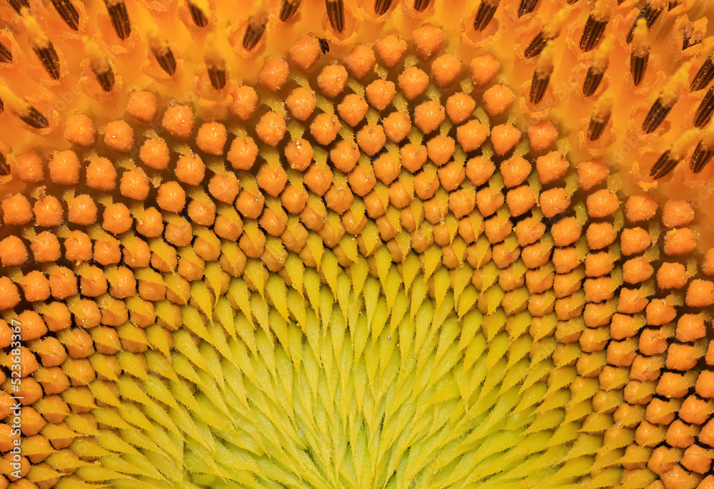 Close up shot of Sunflower seed pattern