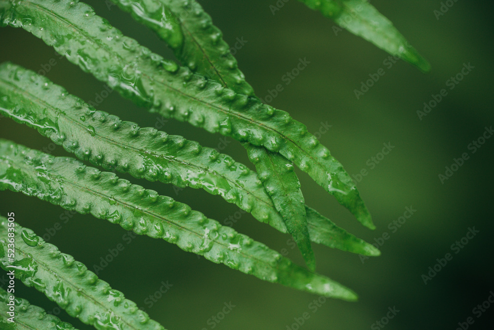 Close up fern leaves dark green background Close up fern leaves dark green background