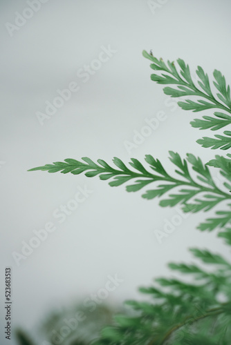 Fotomurale Close up fern leaves on blur white wall background