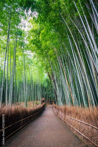The bamboo forest in Arashiyama, Kyoto.