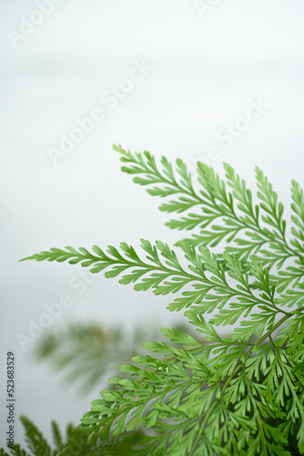 Close up green fern leaves white wall background 