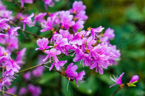 Azalea flowers blooming in the temple. photo