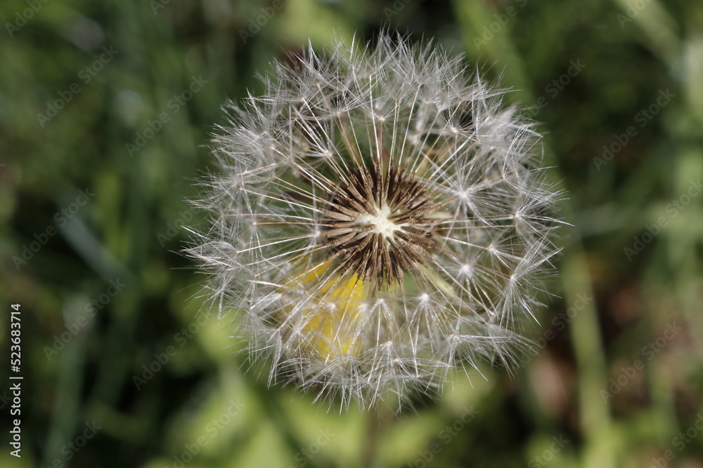 Fototapeta premium dandelion seed head
