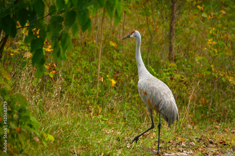 Obraz premium Sandhill Crane
