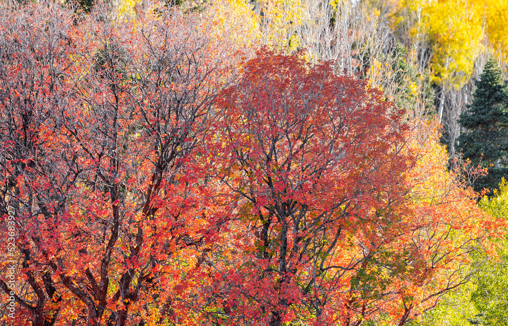 Maple trees in Wasatch mountain state park, Utah.