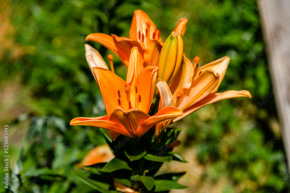 Obraz premium Blooming orange lily (lilium) on a flowerbed at summer