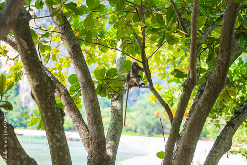 Dusky leaf Langur monkey (Trachypithecus obscurus) hang and eat green leaves on the tree at Railay beach, Krabi, Thailand photo
