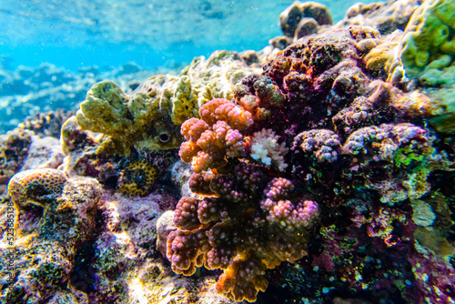 Fototapeta Naklejka Na Ścianę i Meble -  Colonies of the corals (Pocillopora) at coral reef in Red sea