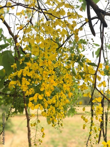 yellow maple leaves