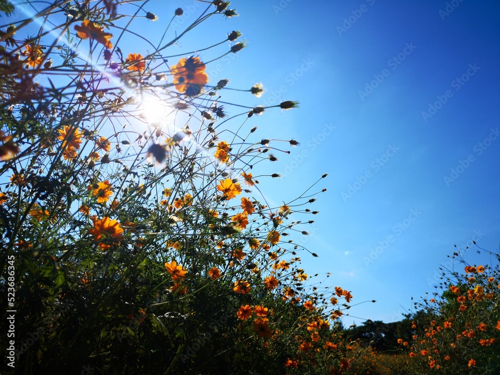 flowers under blue sky background and grassland. The landscape of cosmos field. flowers under blue sky background and grassland. The landscape of cosmos field.