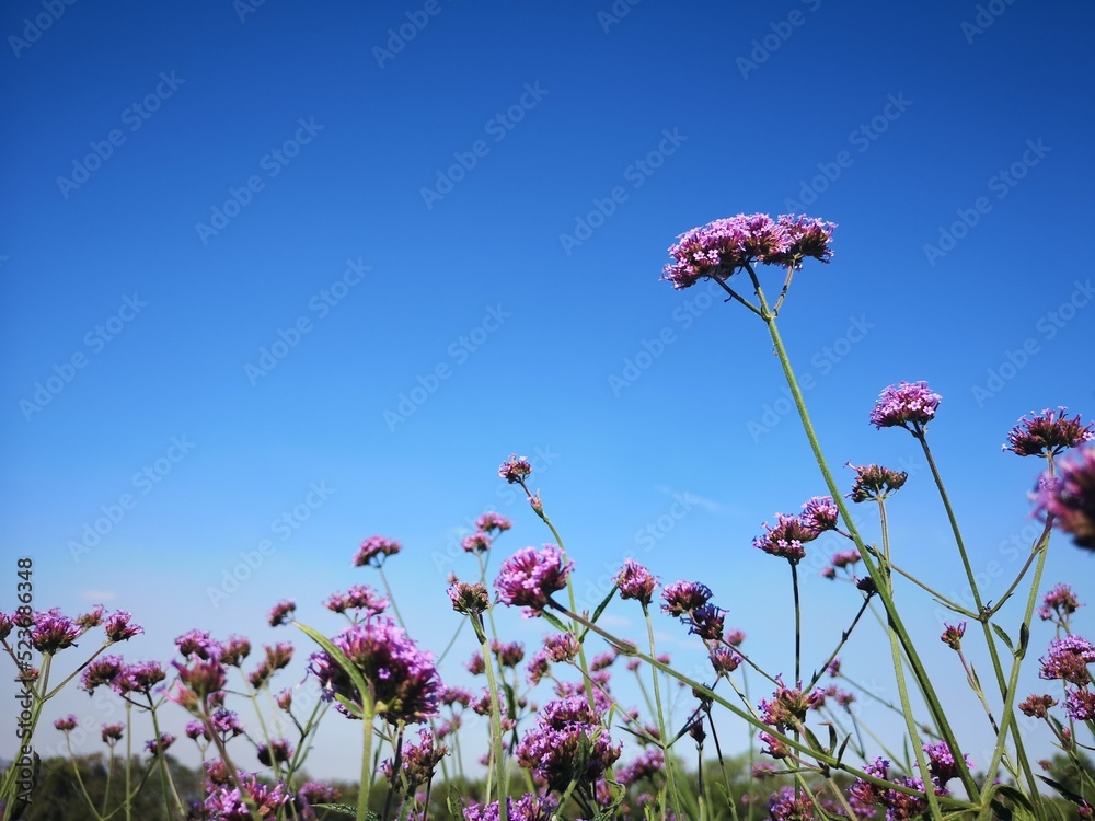 flowers under blue sky background and grassland. The landscape of cosmos field. flowers under blue sky background and grassland. The landscape of cosmos field.
