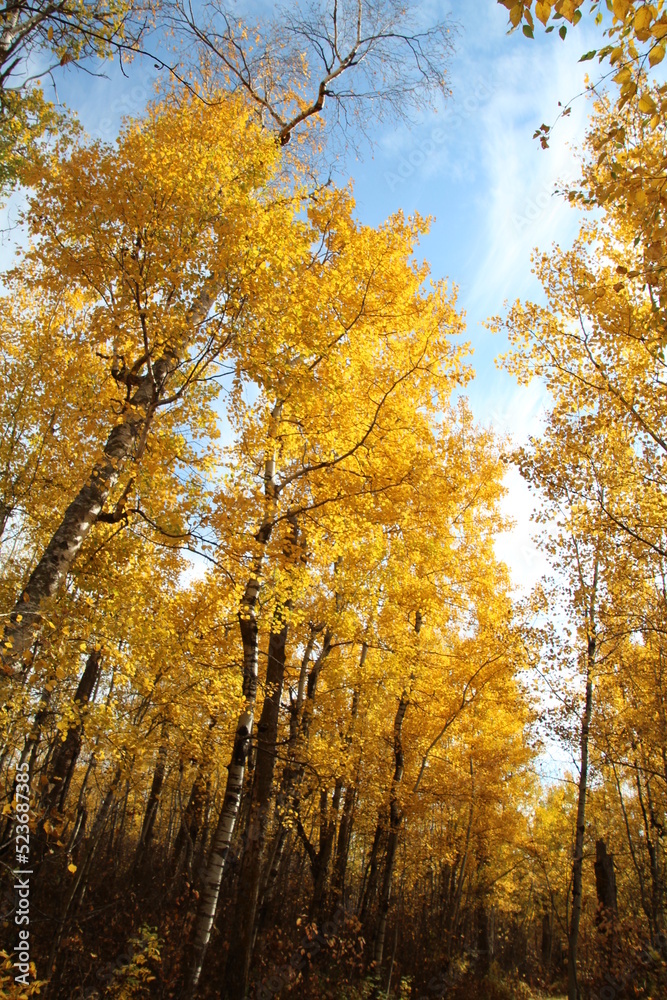 Golden Colors Above, Elk Island National Park, Alberta Golden Colors Above, Elk Island National Park, Alberta