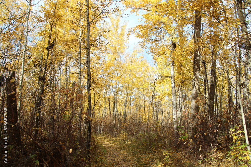 Fototapeta premium autumn forest in the morning, Elk Island National Park, Alberta