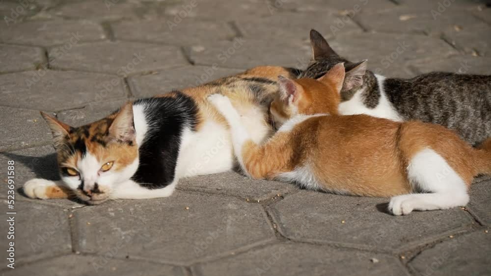 The closeness of a striped mother cat with her kittens who are only a few months old, they play and suckle in the backyard at dusk and the sky is warm The closeness of a striped mother cat with her kittens who are only a few months old, they play and suckle in the backyard at dusk and the sky is warm