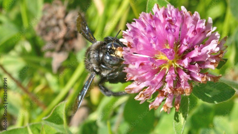 Black carpenter bee on a pink clover flower in Cotacachi, Ecuador Black carpenter bee on a pink clover flower in Cotacachi, Ecuador