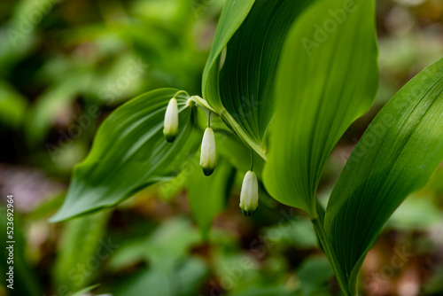 Polygonatum multiflorum flower growing in meadow  close up shoot 