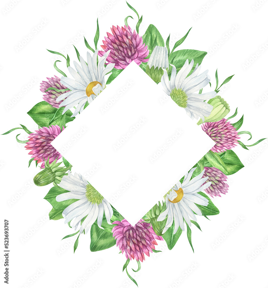 Watercolor wildflowers  frames. Daisy and clover composition perfect for invitation. Summer  flower arrangement