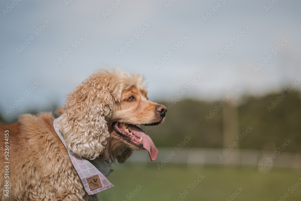 Fototapeta premium happy cocker spaniel dog in the field