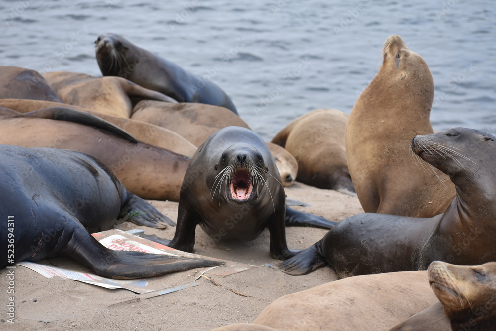 Fototapeta premium sea lion on the beach