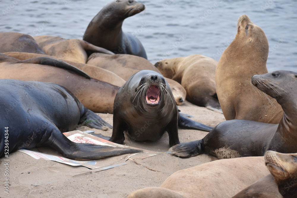 Fototapeta premium sea lion on the rocks