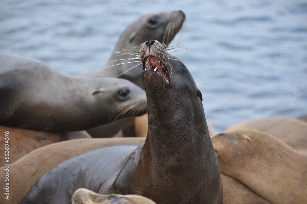 Naklejka premium sea lion on the beach