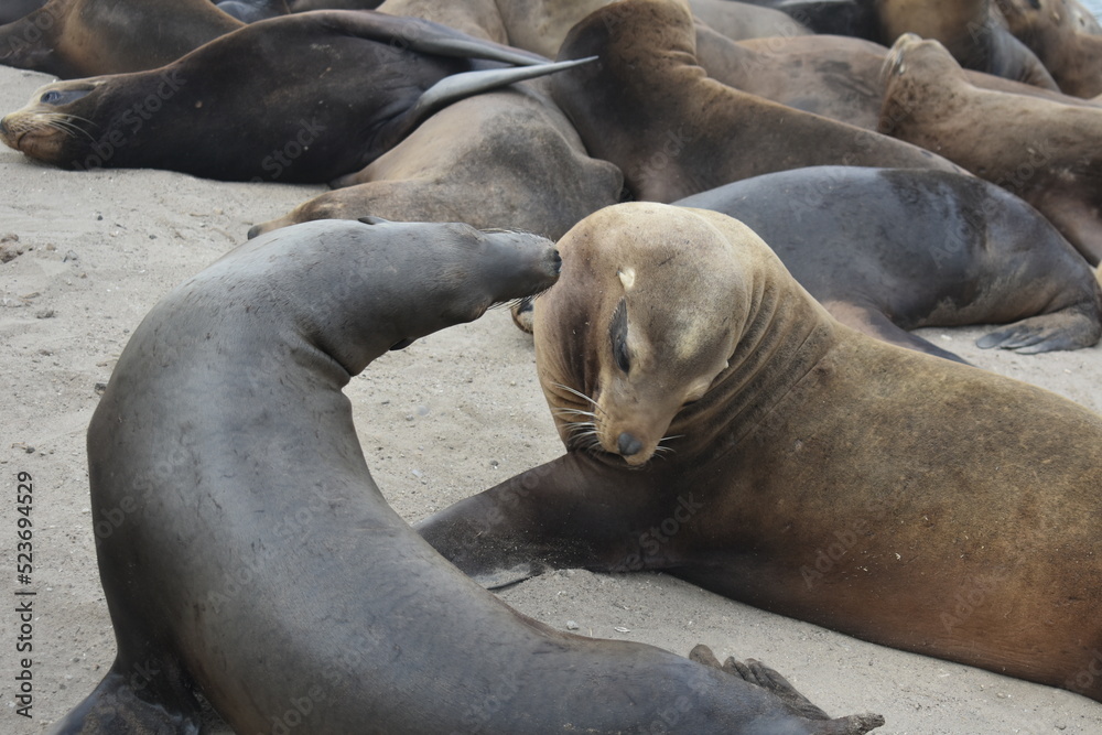 Fototapeta premium sea lion on the beach