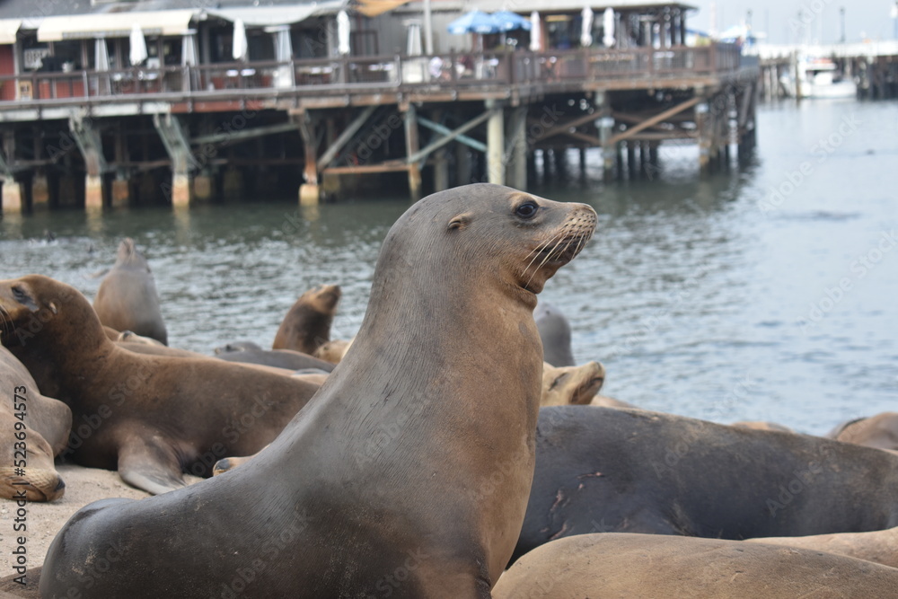 Obraz premium sea lion on the beach