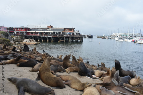 sea lions at the pier