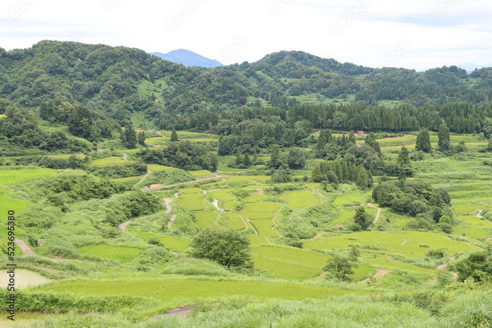 Obraz premium 日本の田風景ｉｎ新潟県