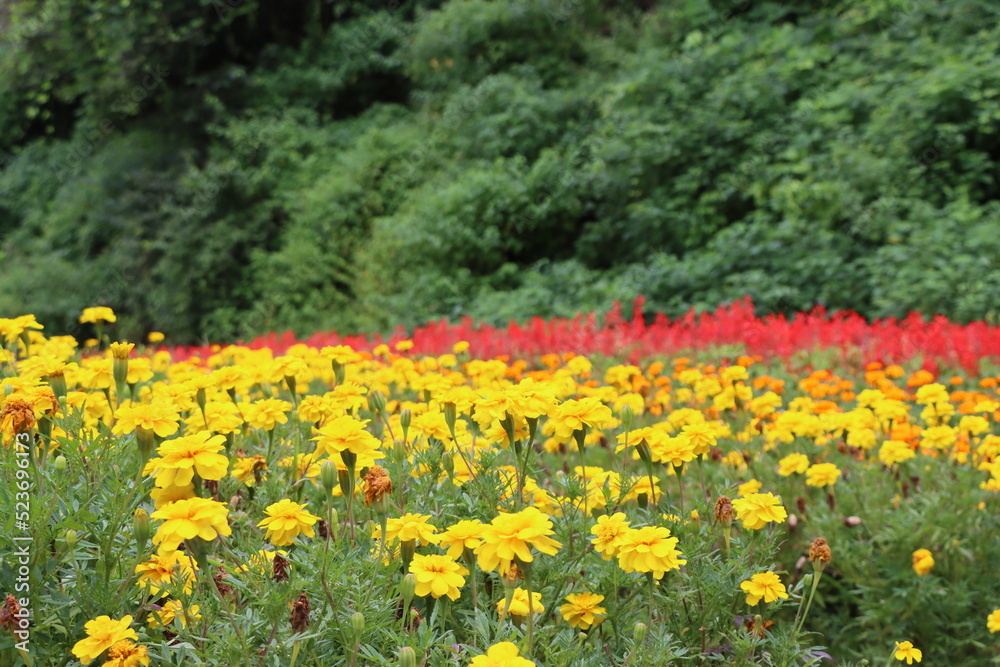 Obraz premium 植物・花