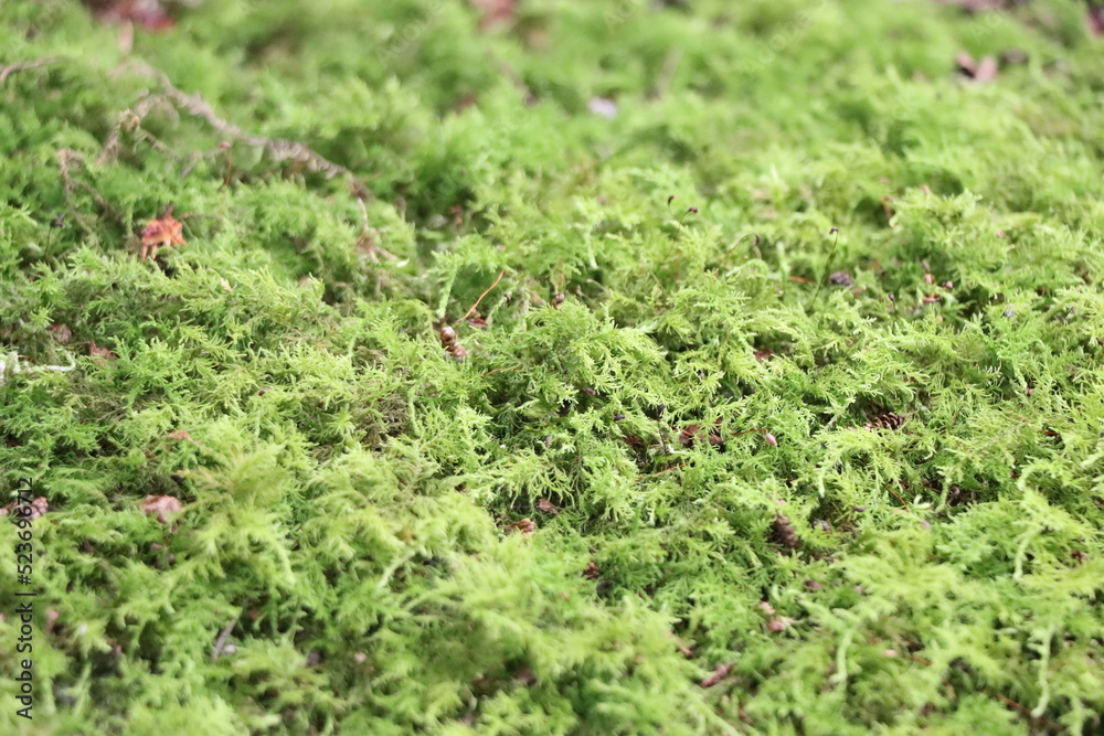 コケ コケ