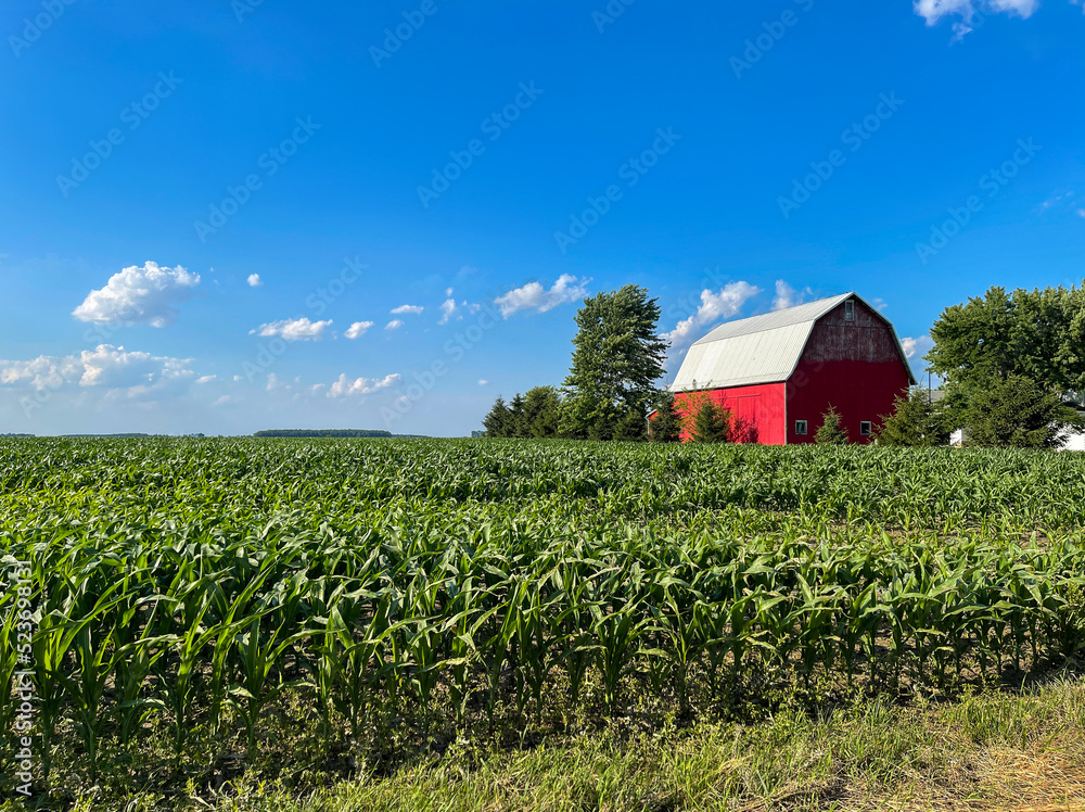 A corn field and red barn with blue sky with clouds. Stock Photo ...