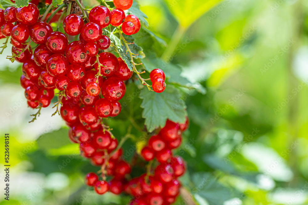 Red currant with green leaves in the garden.. red berries for eating Red currant with green leaves in the garden.. red berries for eating