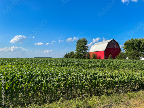A corn field and red barn with blue sky with clouds.