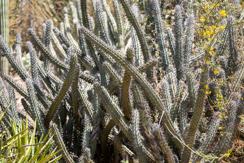 Myrtillocactus geometrizans also known as blue candle, whorthlberry cactus and bilberry cactus. photo