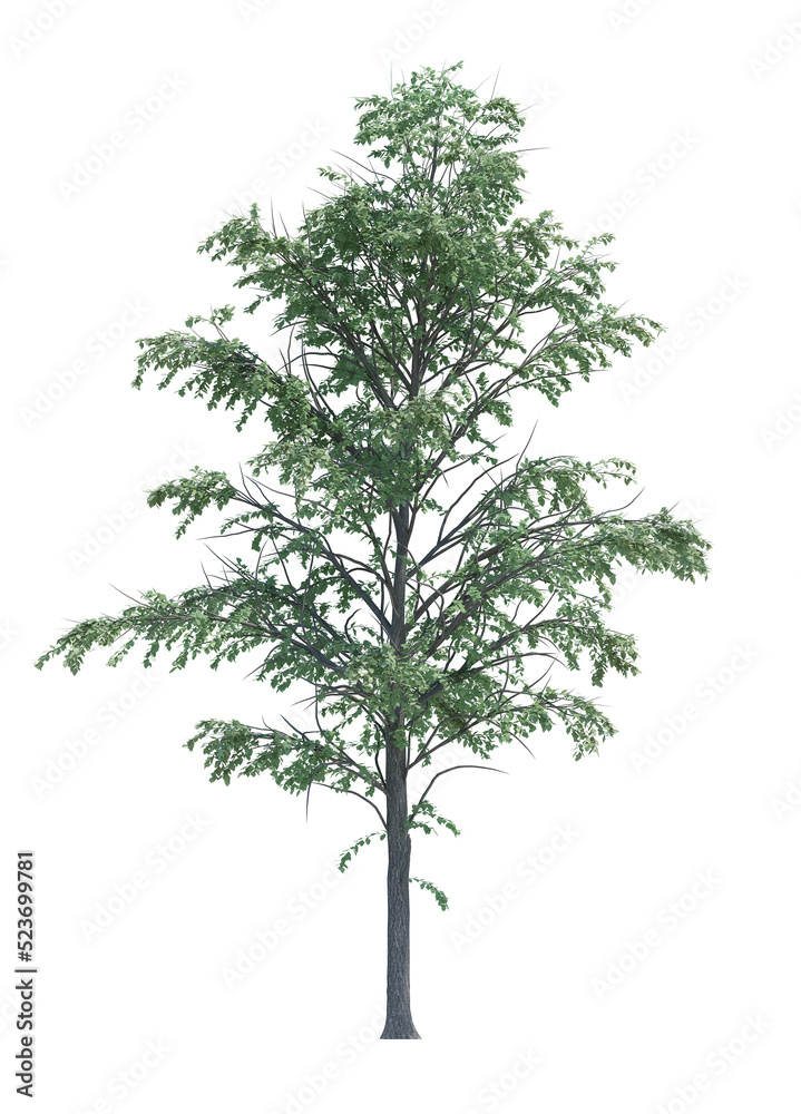 Obraz premium Nature object tree isolated white background