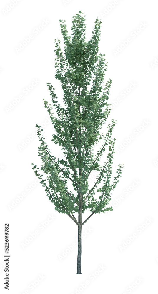 Obraz premium Nature object tree isolated white background