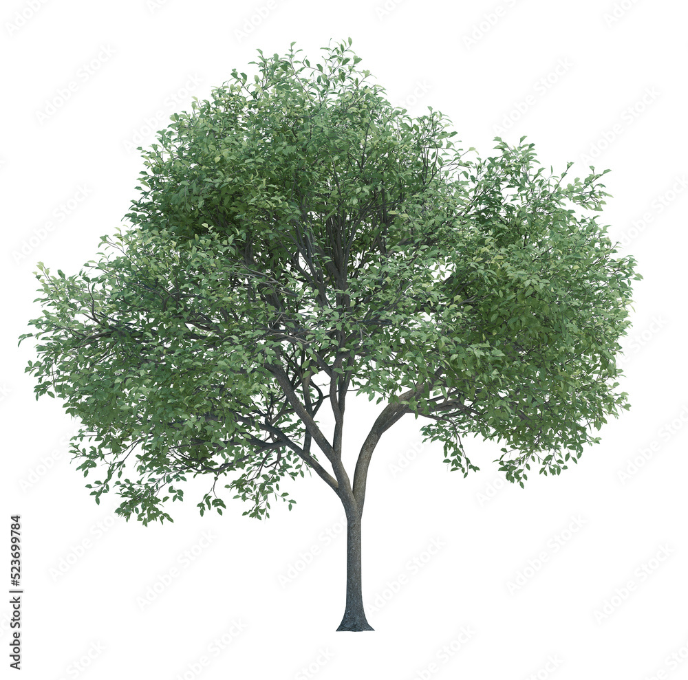 Obraz premium Nature object tree isolated white background