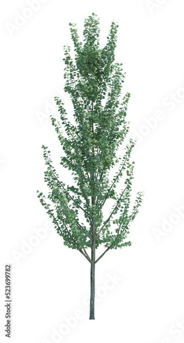 Nature object tree isolated  white  background