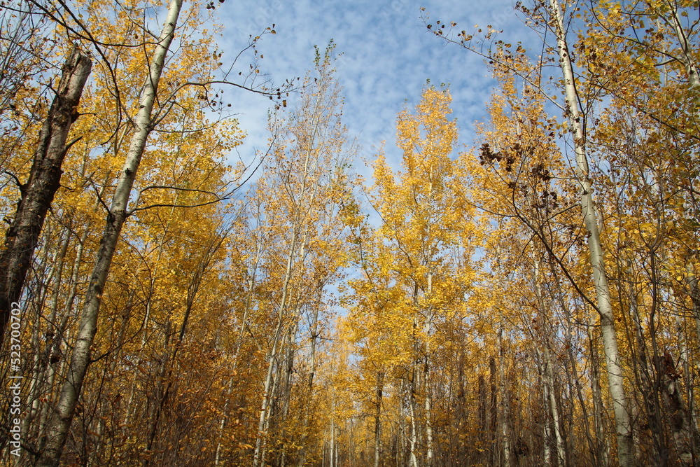 Fototapeta premium Season Of Colors, Elk island National Park, Alberta