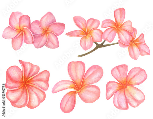 Set of Watercolor hand painted tropical flowers- plumeria. Bright jungle exotic clip art perfect for summer wedding invitation and party card making
