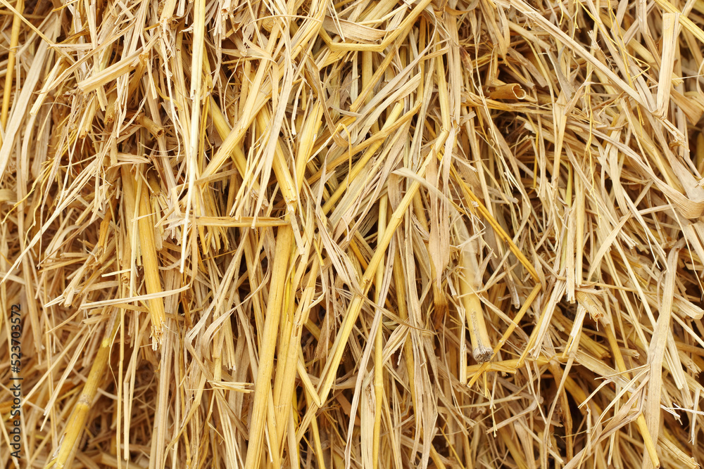 Dry straw texture for background and design art work, bales of cereal straw for cow and horse.