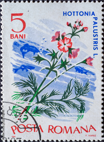 ROMANIA - CIRCA 1966: a postage stamp from Romania, showing a Water violet (Hottonia palustris) . Circa 1966 photo