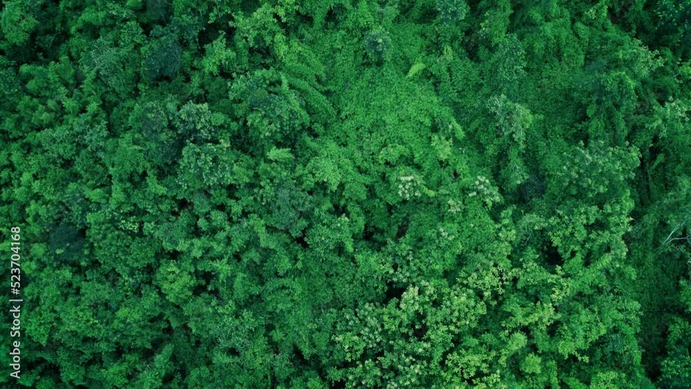  Aerial top view forest tree, Rainforest ecosystem and healthy environment concept and background, Texture of green tree forest view from above.