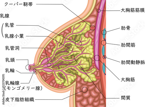 女性　乳房　イラスト